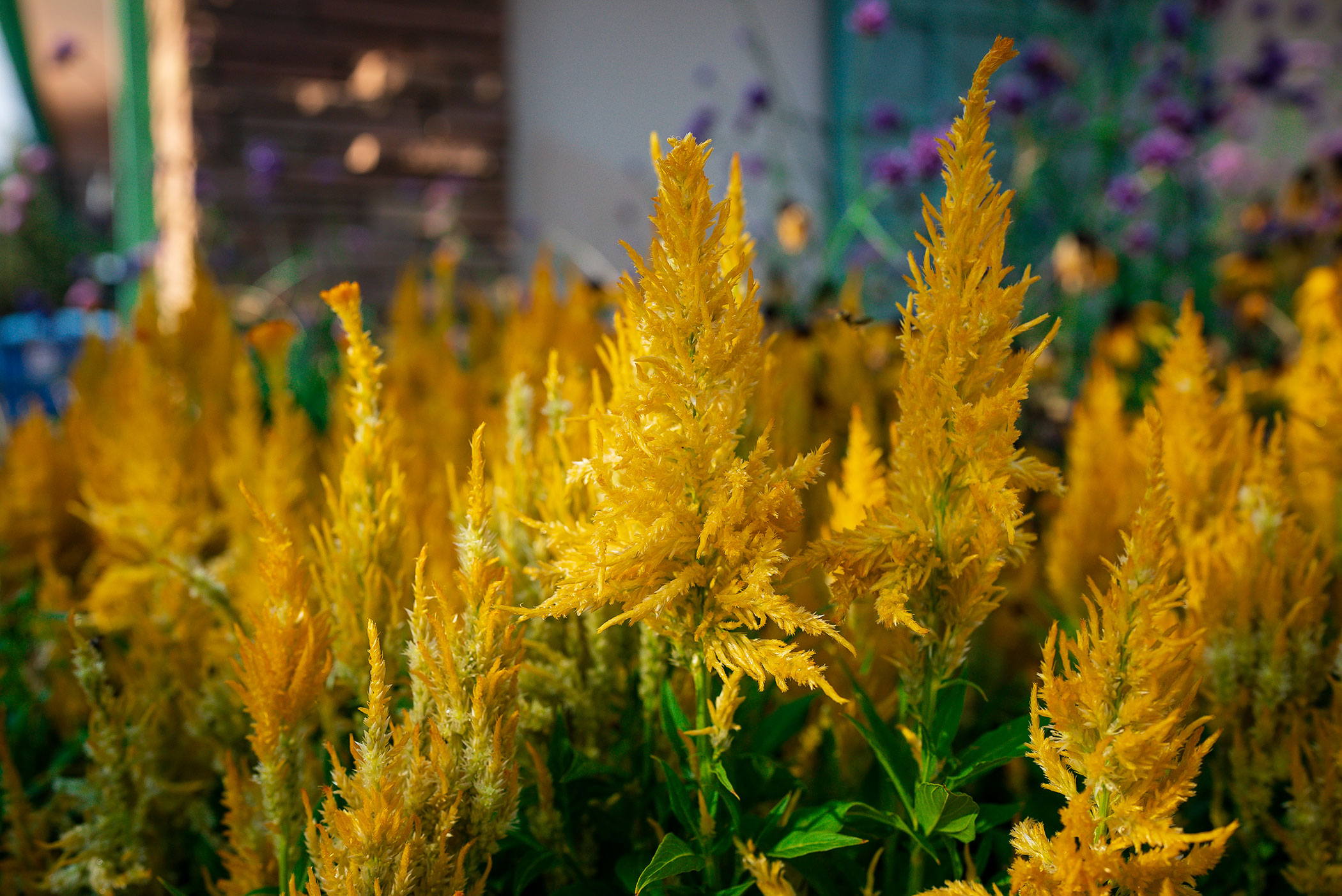 photo of yellow flowers