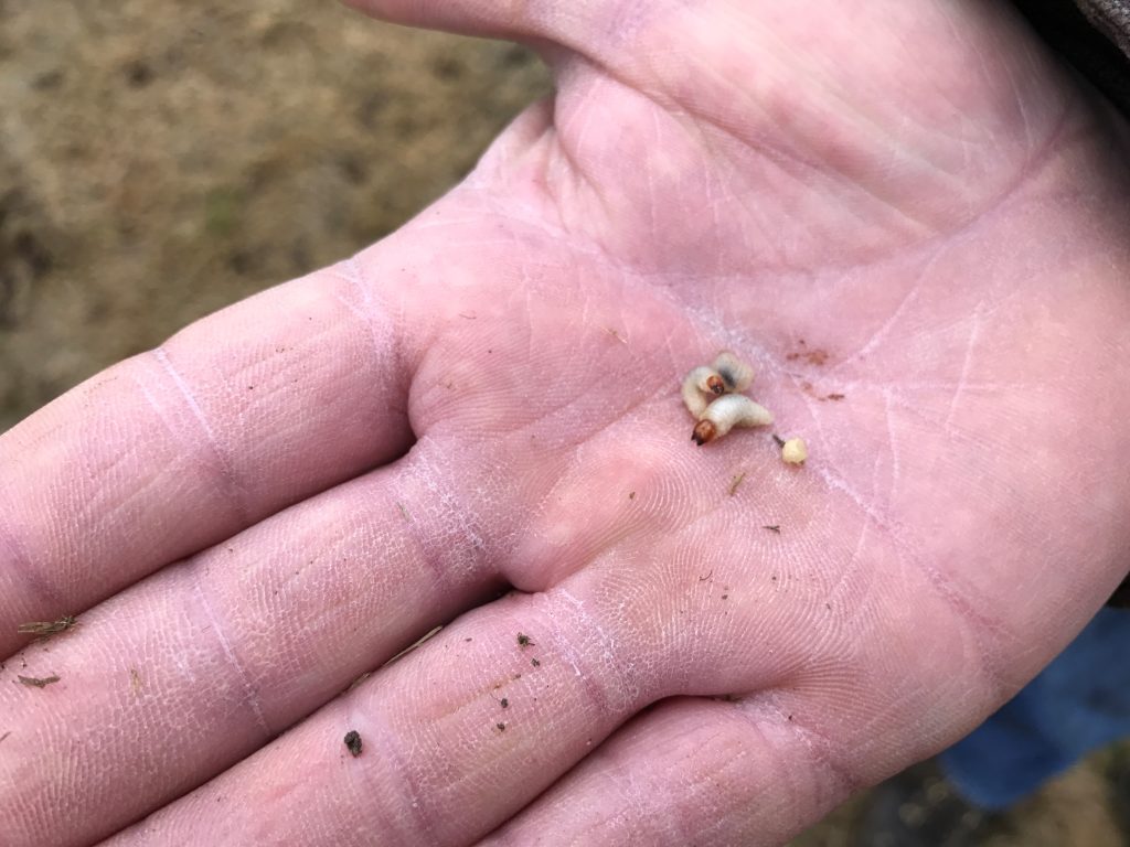 hand holding grub during pest control for lawns