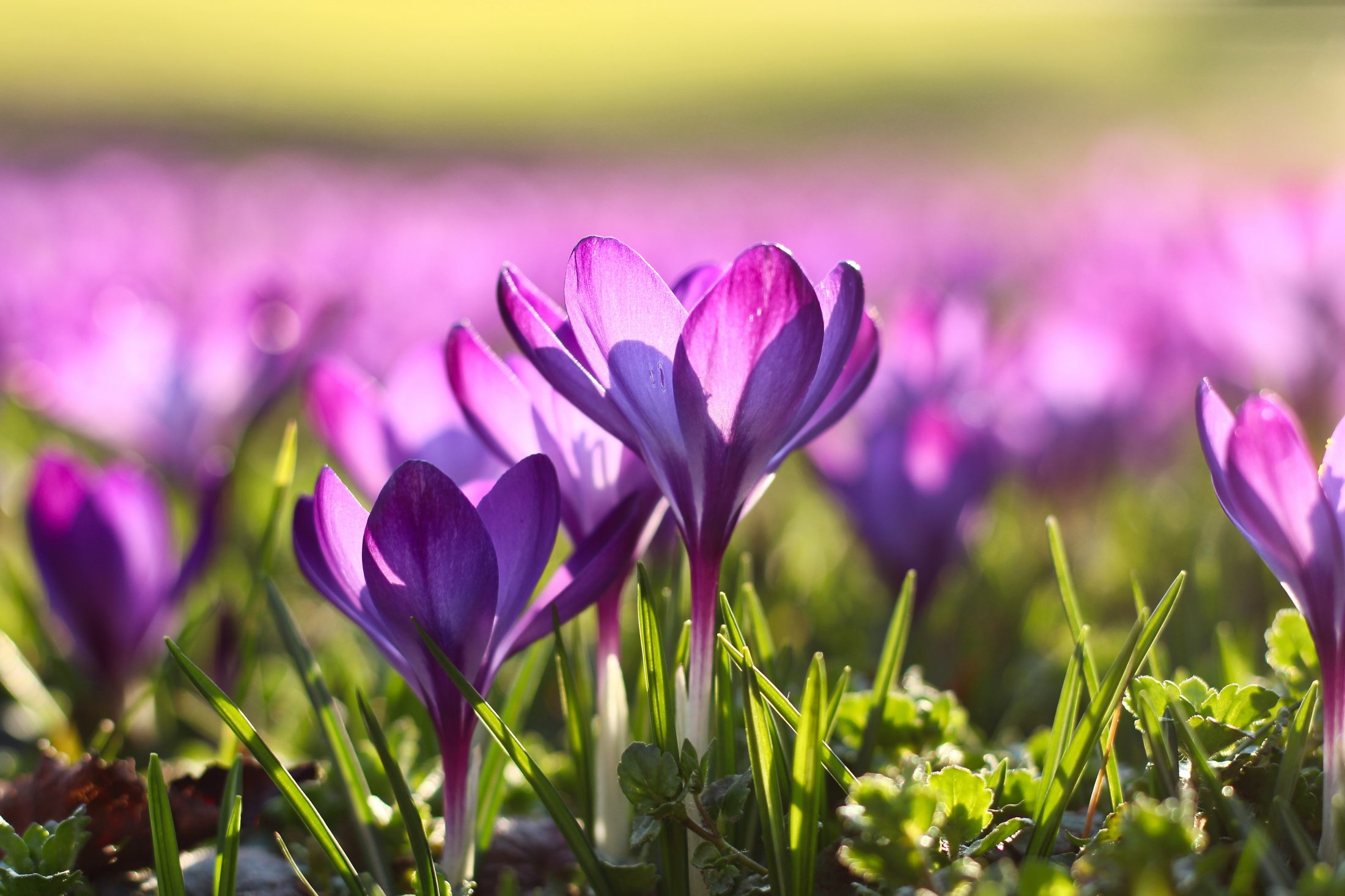 Class: Designing for Resilience in Recovery