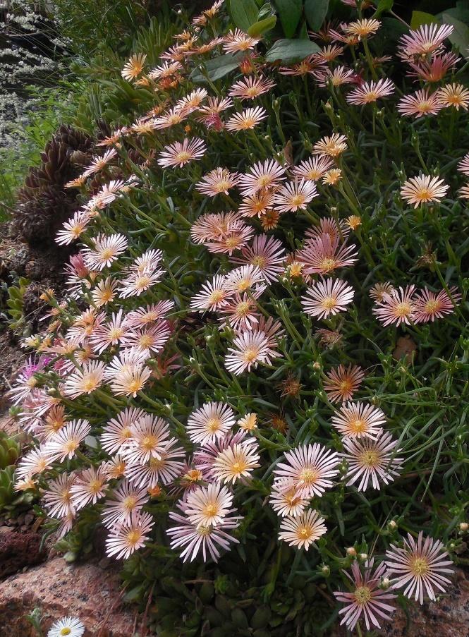 Alan’s Apricot Ice Plant