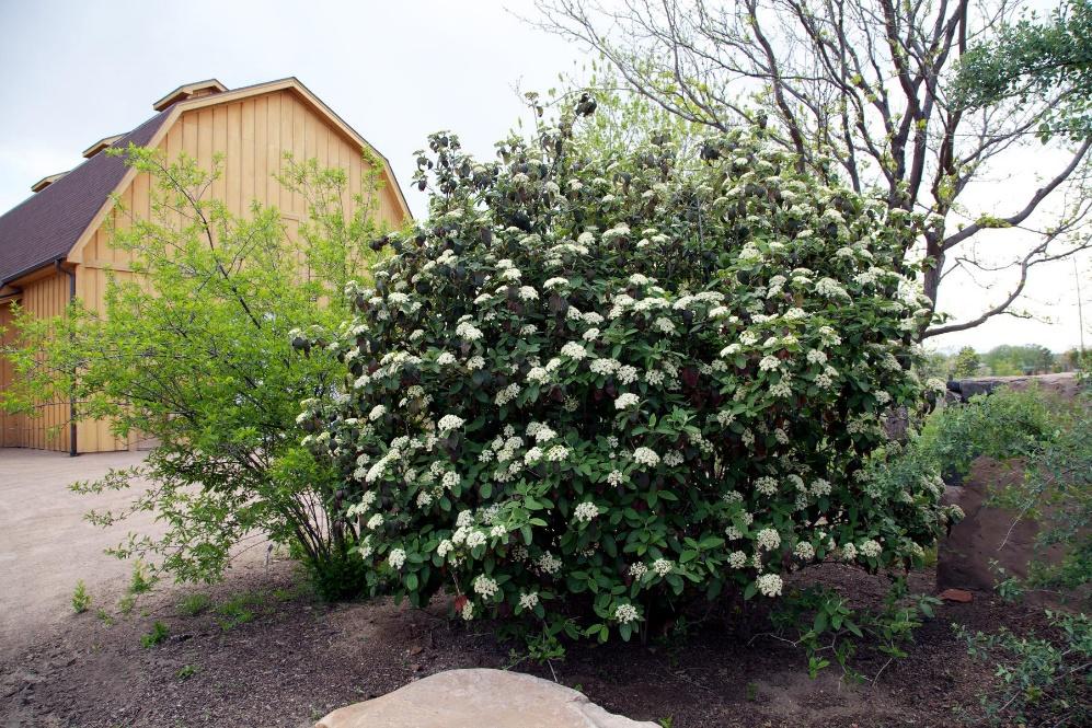 Alleghany Viburnum