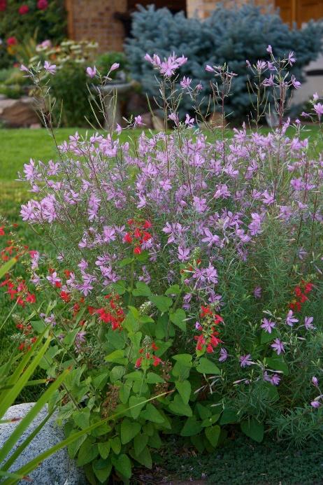 Alpine Willowherb