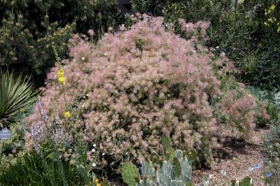 Apache Plume