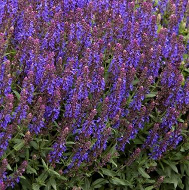 Apex™ Blue Meadow Sage