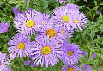 Aspen Daisy