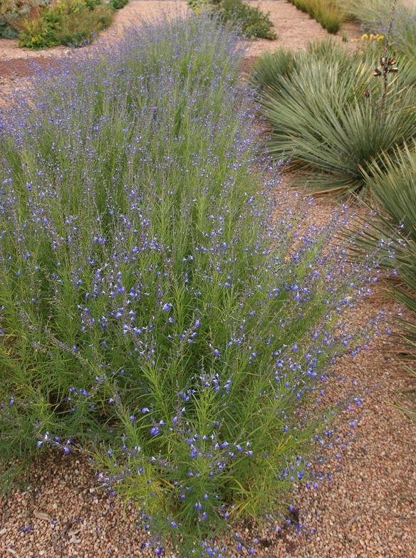 Autumn Sapphire™ Sage