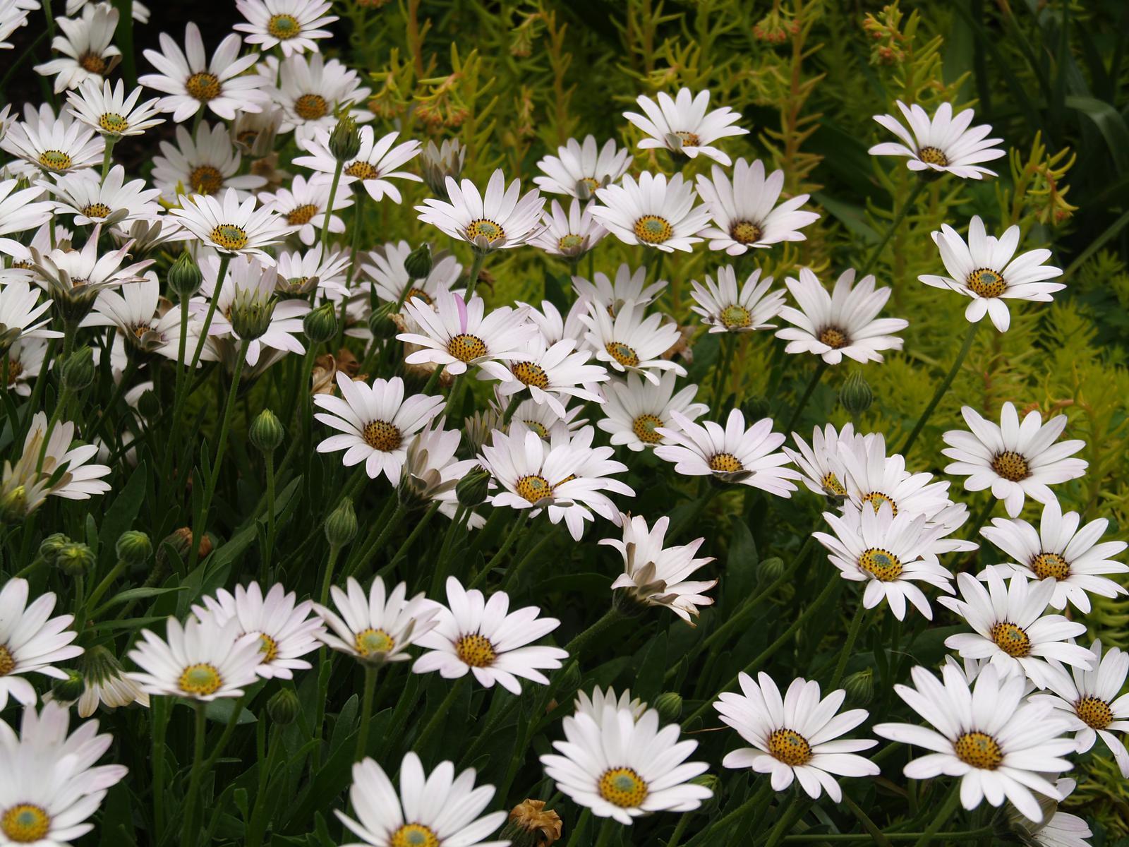 Avalanche White Sun Daisy