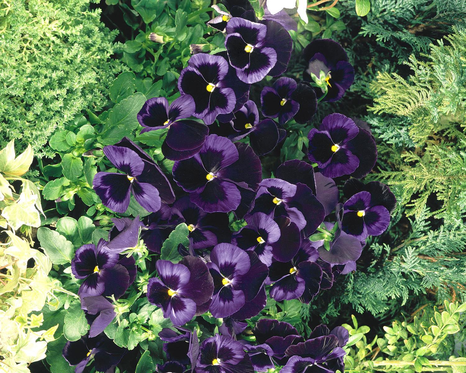 BLUE VELVET® Pansy