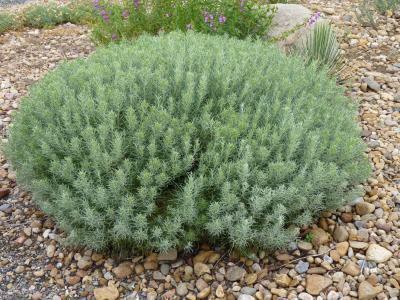 Baby Blue Rabbitbrush