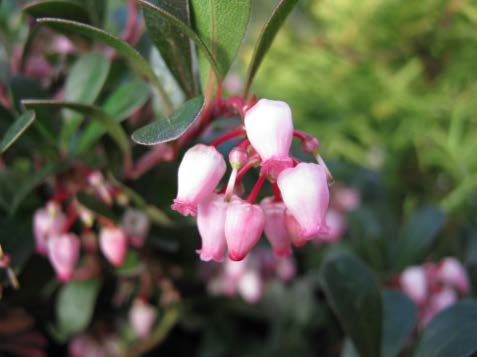 Bearberry Kinnikinnick