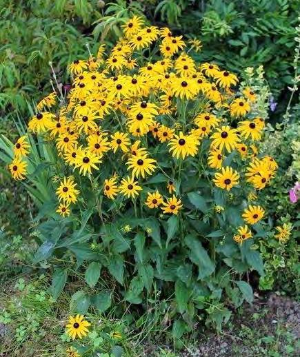 Black-eyed Susans