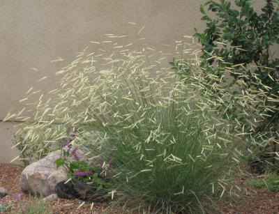 Blonde Ambition Grama Grass