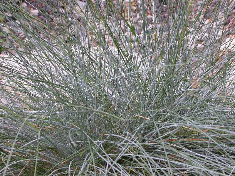 Blue Fescue Grass