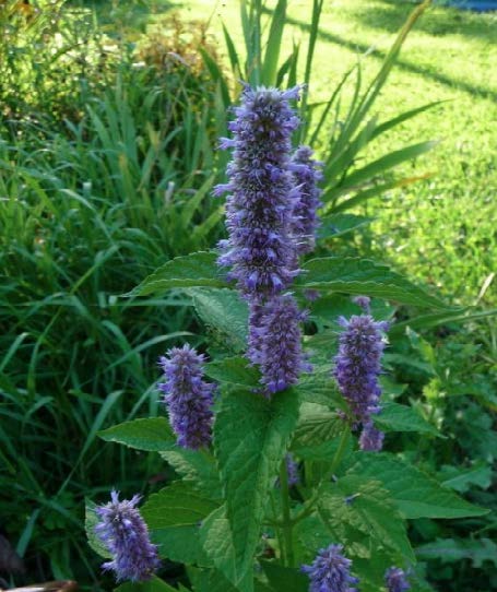 Blue Giant Hyssop