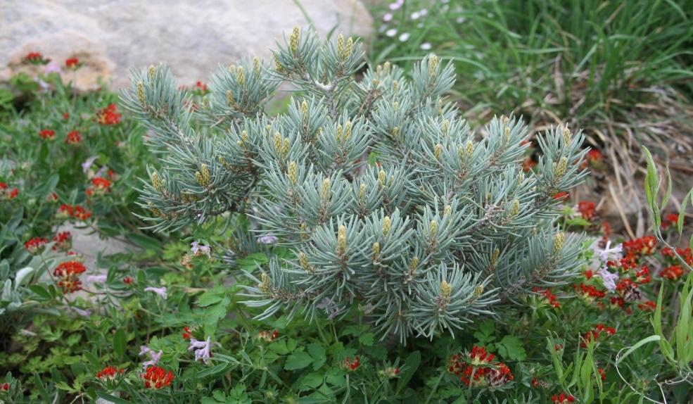 Blue Jazz Pinyon Pine