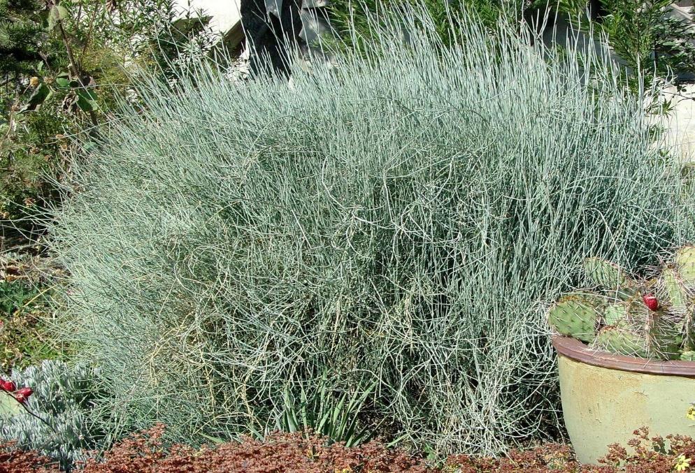 Bluestem Joint Fir