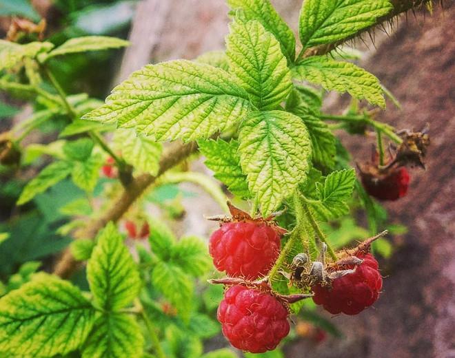 Boulder Raspberry