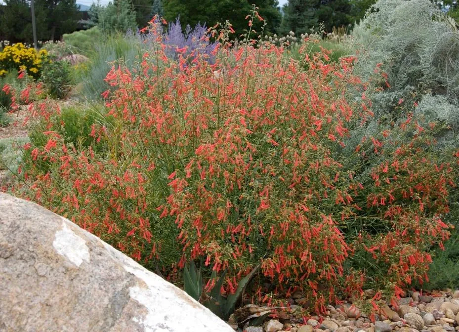 Bridges’ Penstemon