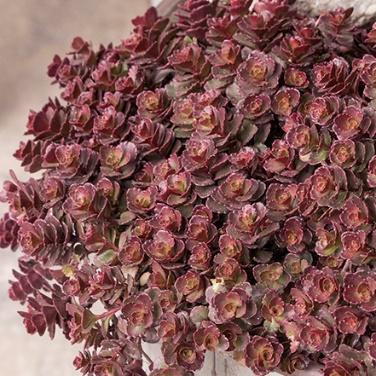 Bronze Carpet Stonecrop