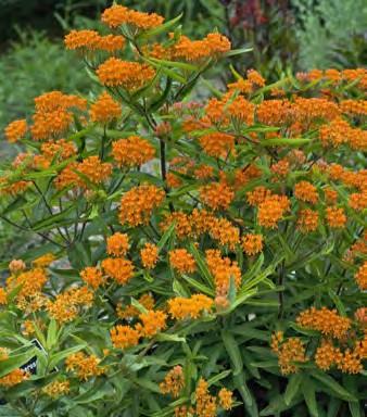 Butterfly Weed
