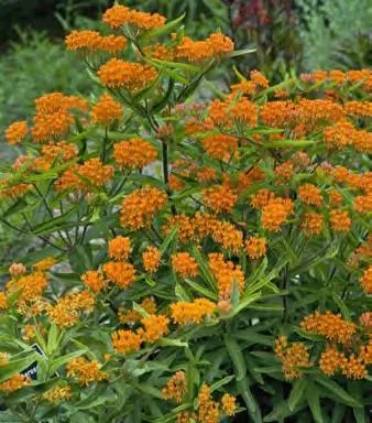 Butterfly Weed
