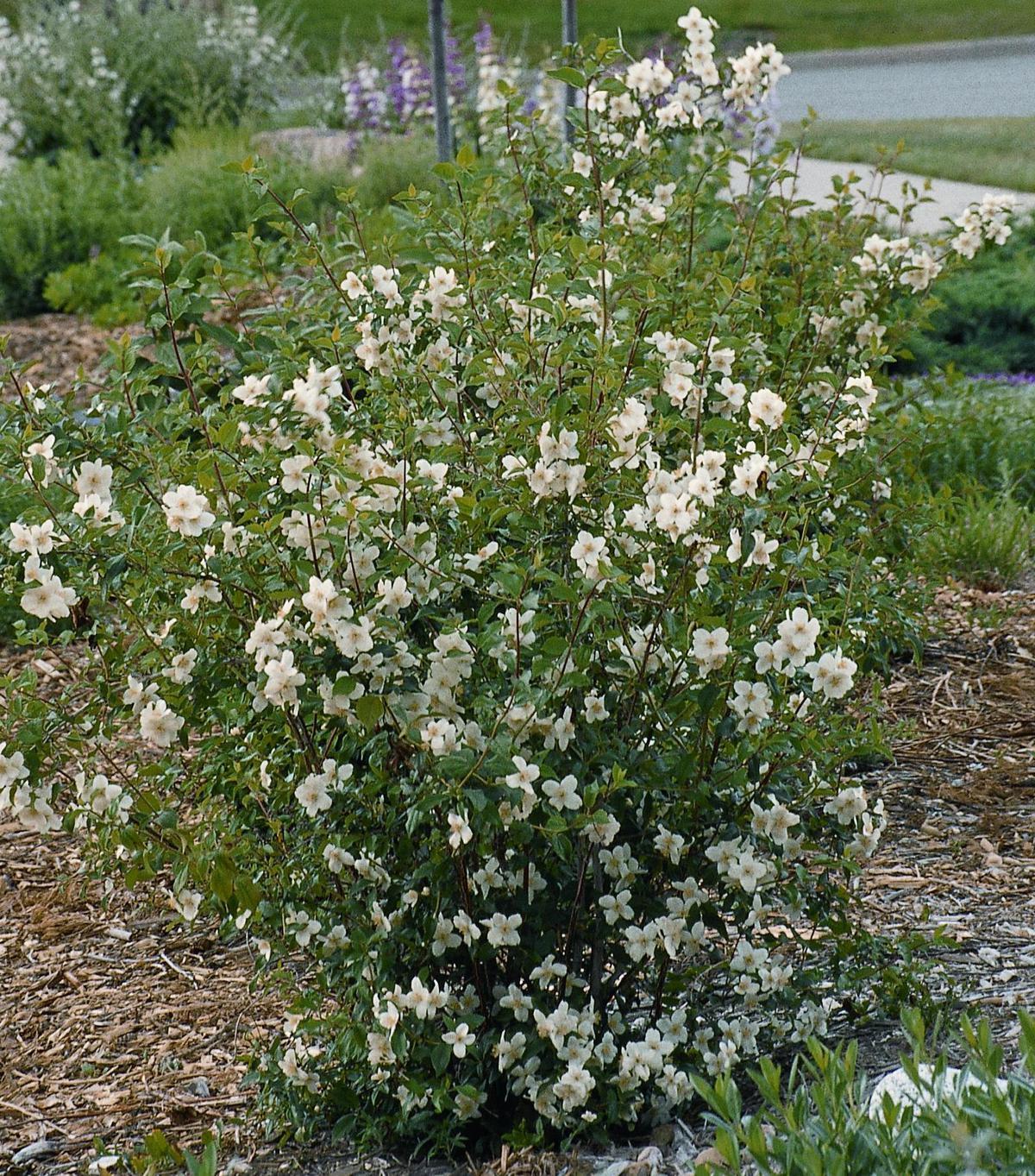 CHEYENNE® Mock Orange