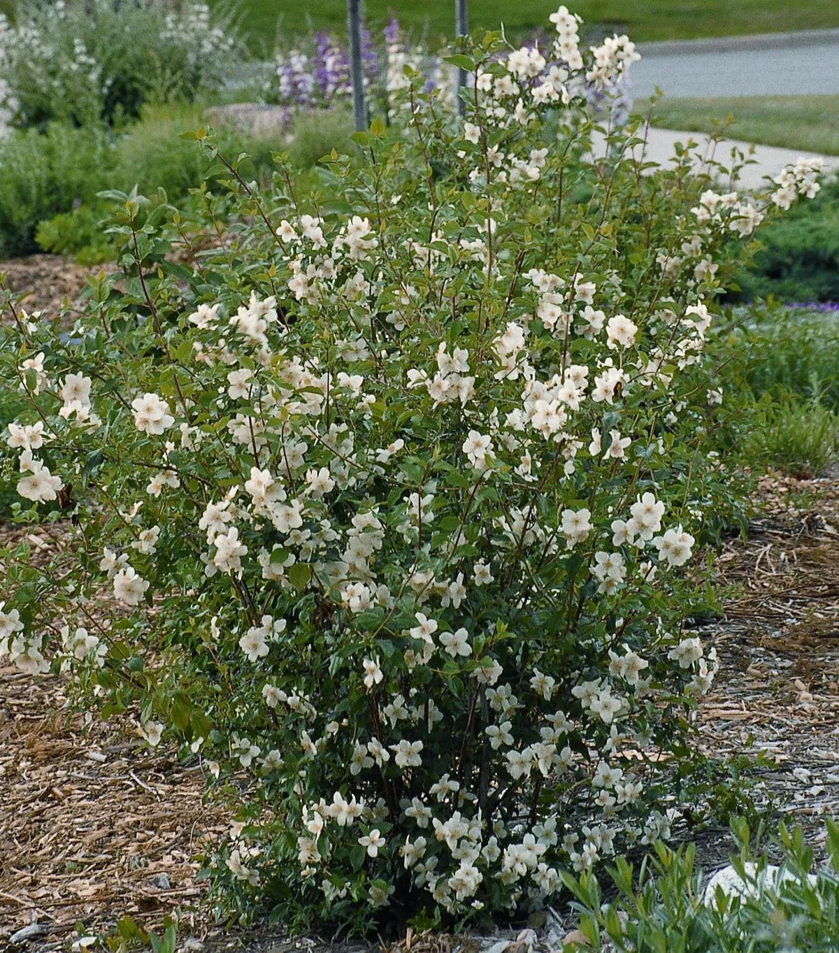 CHEYENNE® Mock Orange