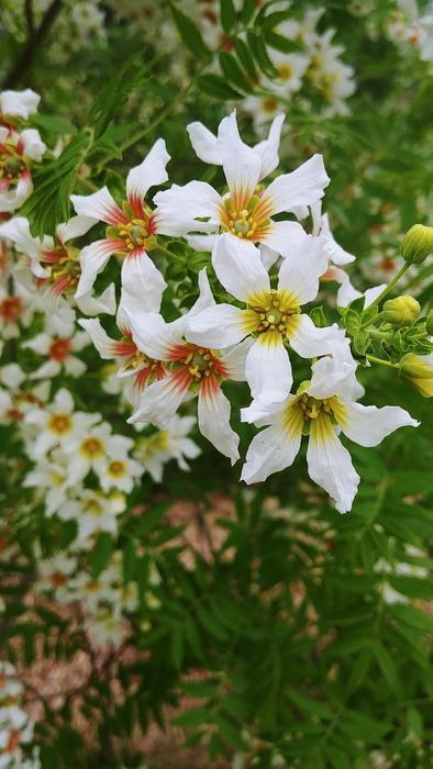 CLEAR CREEK® Golden Yellowhorn