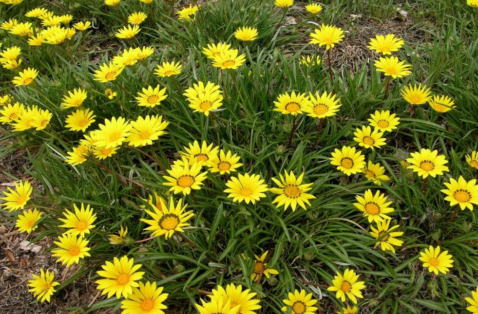 COLORADO GOLD® Treasure Flower