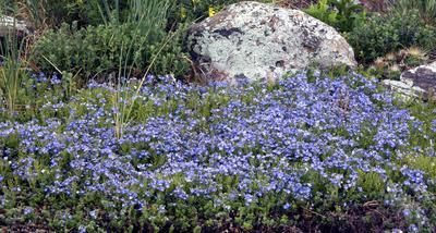CRYSTAL RIVER® Veronica