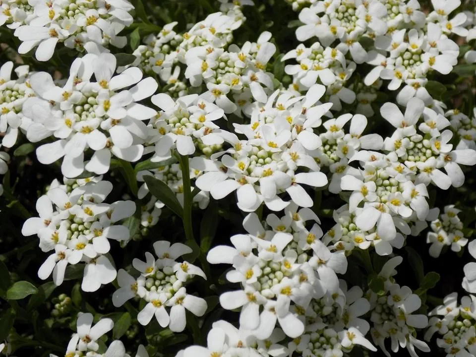Candytuft