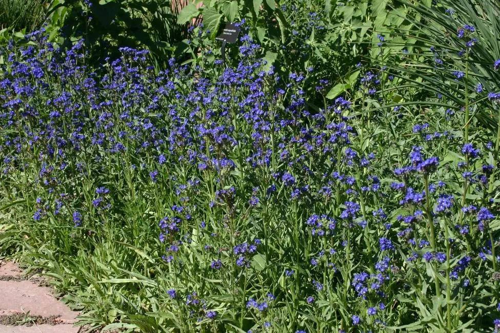 Cape-forget-me-not, Summer-forget-me-not