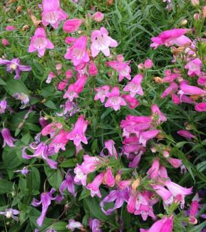 Carolyn’s Hope Pink Penstemon