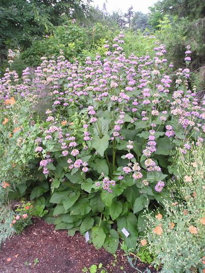Cashmere Sage