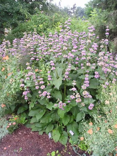 Cashmere Sage