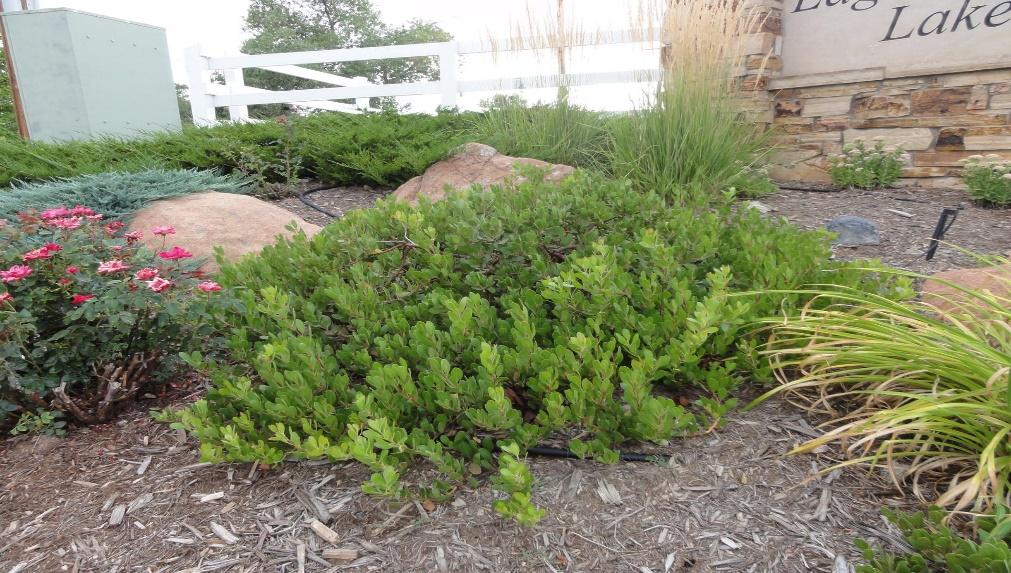 Chieftain Manzanita