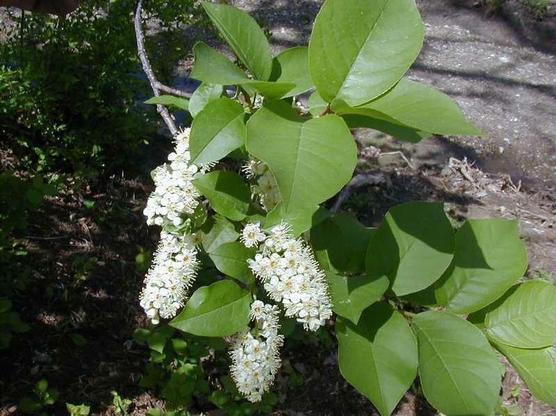 Chokecherry