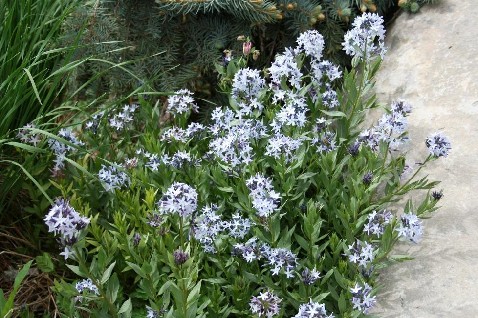 Colorado Desert Blue Star