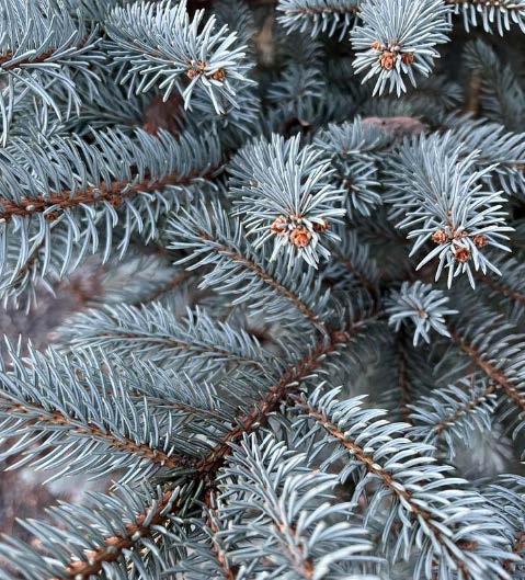 Colorado Spruce