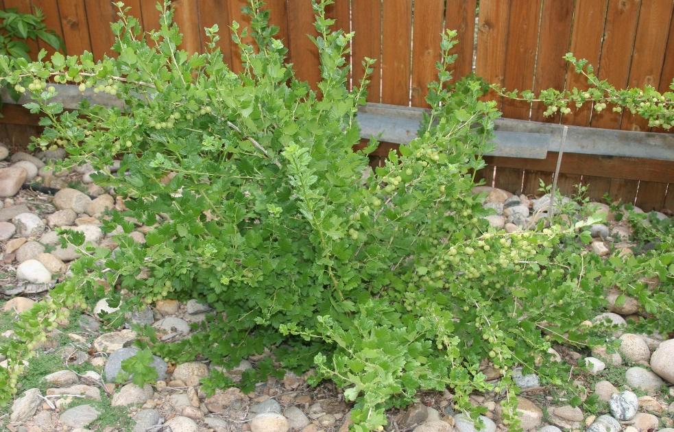 Comanche Gooseberry