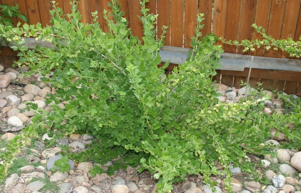 Comanche Gooseberry