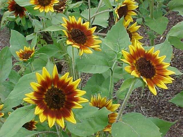 Common Sunflower