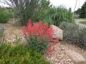 Coral Baby Penstemon