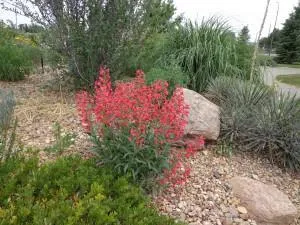 Coral Baby Penstemon