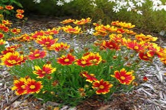 Coreopsis Tickseed