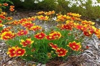 Coreopsis Tickseed