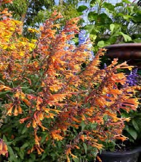 Coronado Hyssop