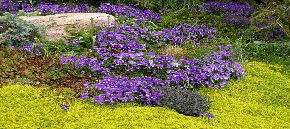 Corsican Violet