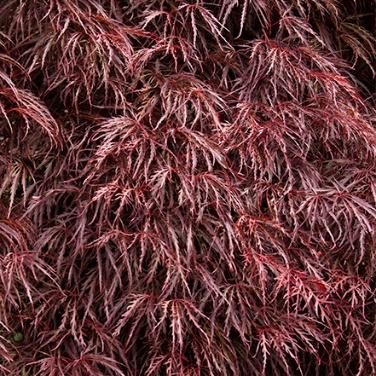 Crimson Queen Japanese Maple