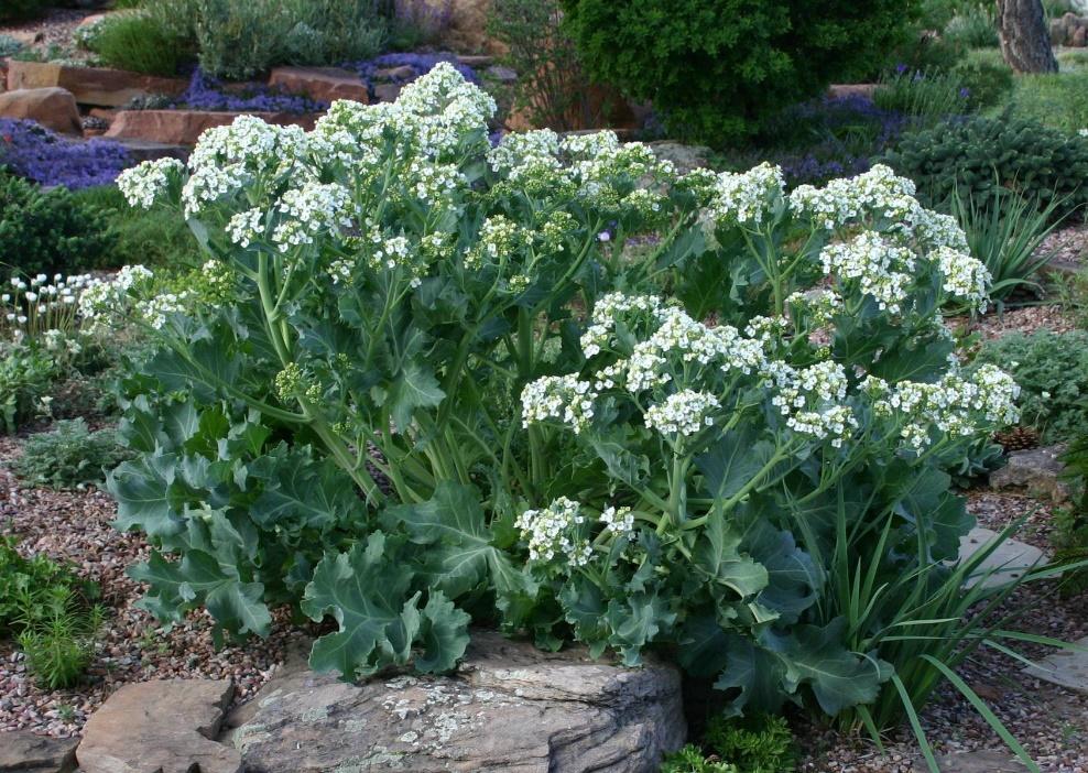 Curly Leaf Sea Kale